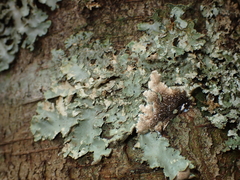 Pseudocyphellaria glabra