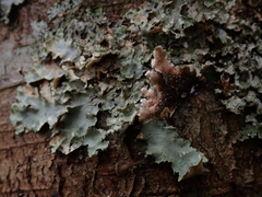 Pseudocyphellaria glabra