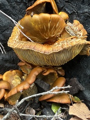 Omphalotus olivascens