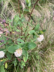 Pimelea ligustrina