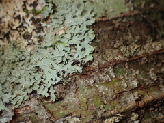 Pseudocyphellaria glabra