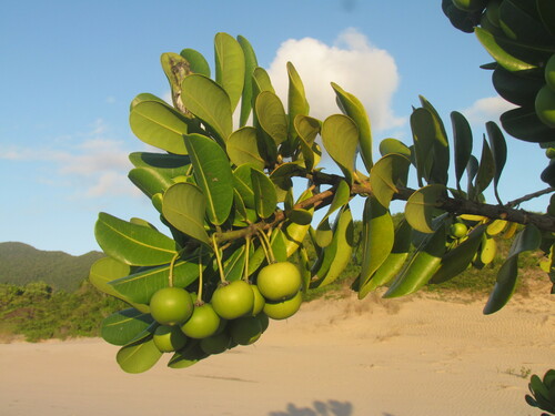 Mimusops coriacea