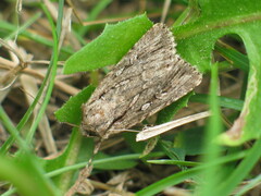 Dichagyris signifera