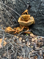 Omphalotus olivascens