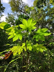 Cecropia schreberiana