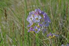 Cardamine polemonioides