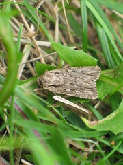 Dichagyris signifera