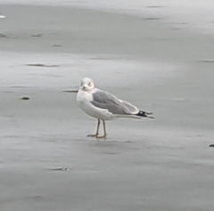 Larus delawarensis