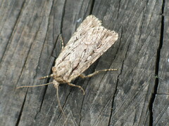 Dichagyris signifera