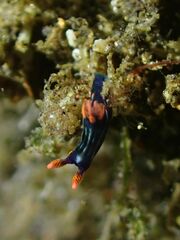 Nembrotha kubaryana