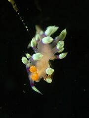 Coryphellina exoptata