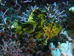 Taenianotus triacanthus