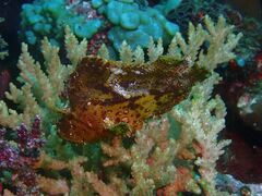 Taenianotus triacanthus