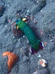 Odontodactylus scyllarus