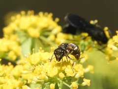 Brachygastra lecheguana