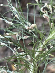 Aceria paracalifornica