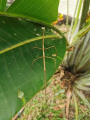 Phanocloidea muricata