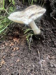 Amanita ocreata