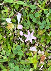 Richardia grandiflora