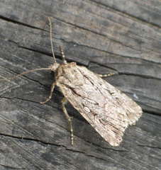 Dichagyris signifera