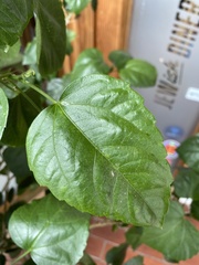 Malvaviscus penduliflorus