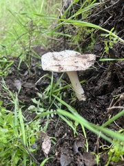 Amanita ocreata