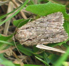 Dichagyris signifera
