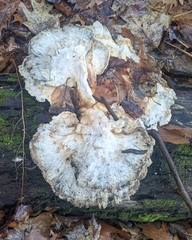 Laetiporus sulphureus