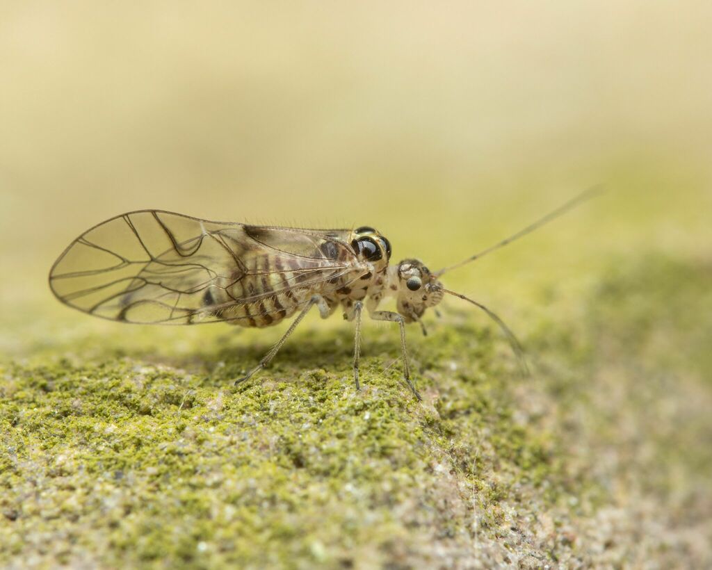 Teliapsocus conterminus