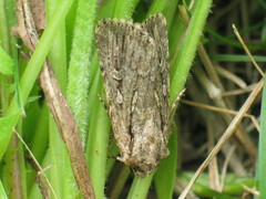 Dichagyris signifera