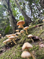 Physalacriaceae