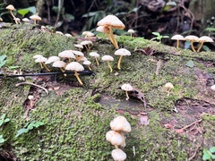 Physalacriaceae