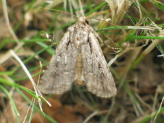 Dichagyris signifera