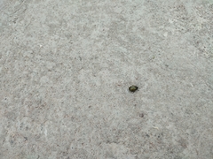 Calligrapha mexicana