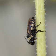 Triepeolus concavus