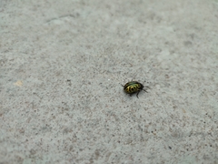 Calligrapha mexicana