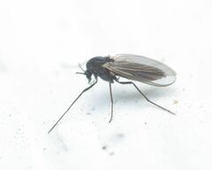 Orthocladiinae