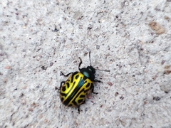 Calligrapha mexicana