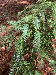 Sequoia