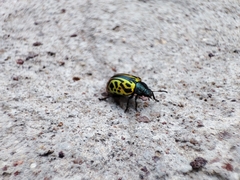 Calligrapha mexicana