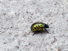 Calligrapha mexicana