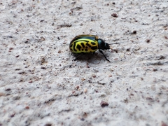 Calligrapha mexicana