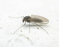 Orthocladiinae