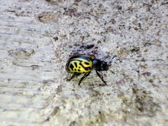 Calligrapha mexicana