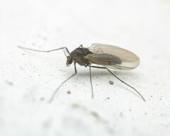 Orthocladiinae