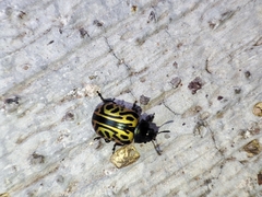 Calligrapha mexicana