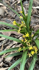 Apostasia wallichii