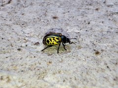 Calligrapha mexicana