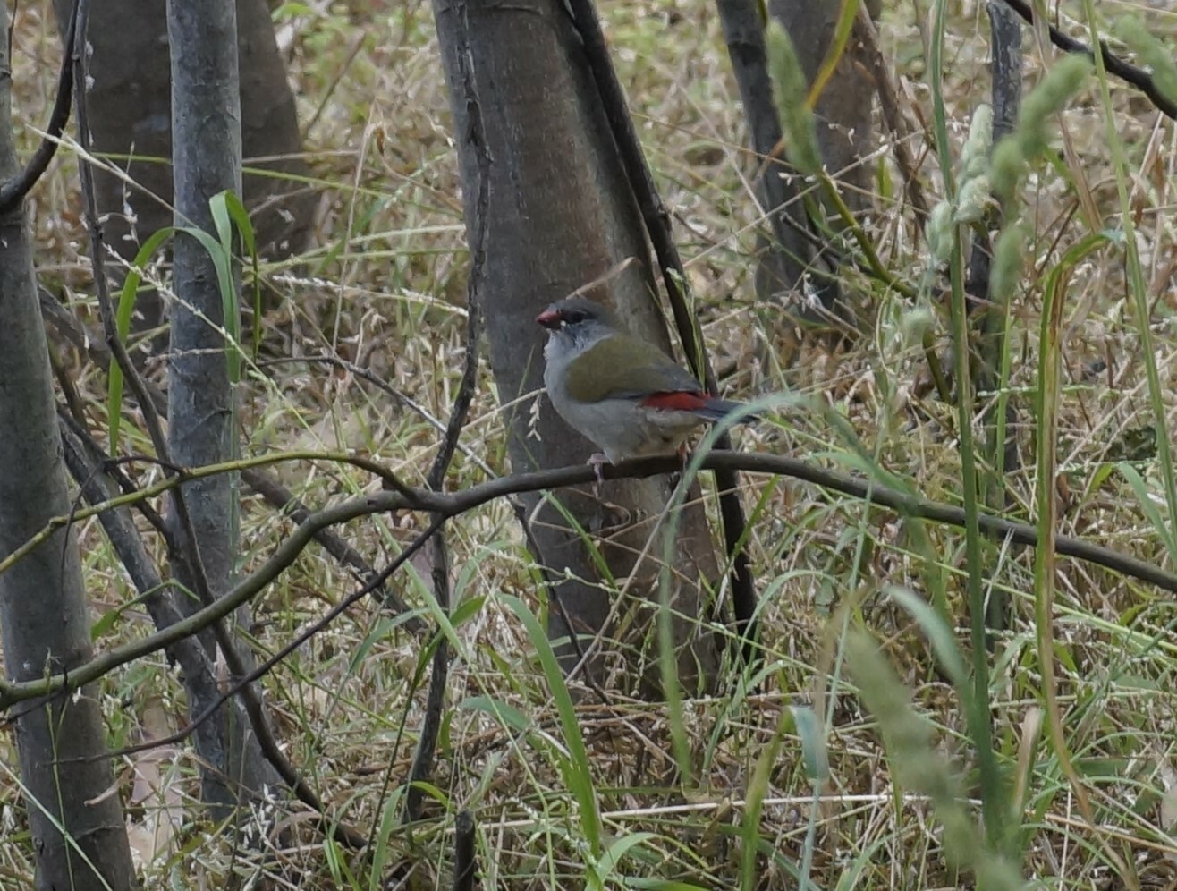 Red-browed Firetail illustration