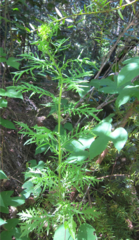 Senecio bipinnatisectus